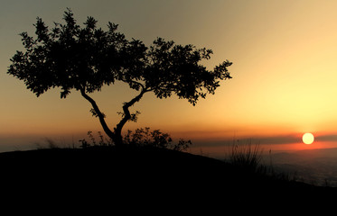 Fototapeta na wymiar Silhouette tree in the top of a mountain whith colorful twilight