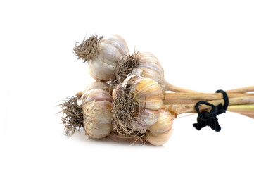 galic isolated on white