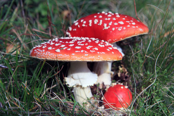 Mushroom family - Pilkzfamilie