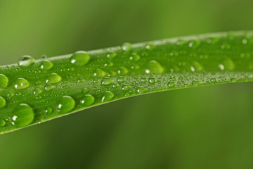 raindrops on green grass