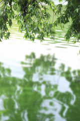 水面と樹木