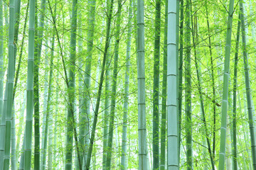 竹林