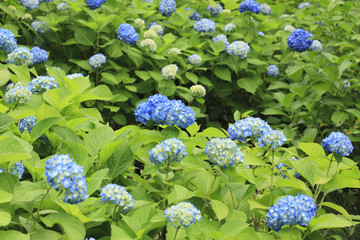 アジサイ