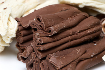 succulent chocolate  close-up isolated macro