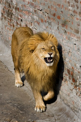 Obraz premium Male lion