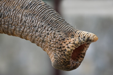 Proboscis of an elephant
