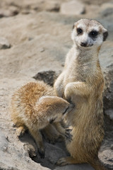 Fototapeta premium Meerkat