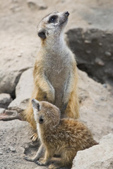 Meerkat