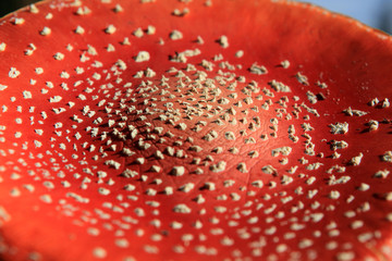 Cap of a mushroom - Pilzkappe