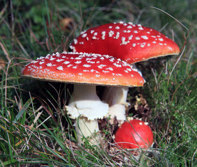 mushroom family - Pilzfamilie