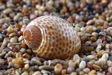 shell on pebble beach