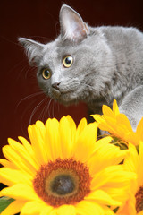 Naklejka premium Cat and sunflower