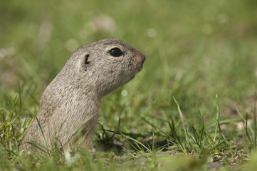 Ziesel schaut aus dem Bau