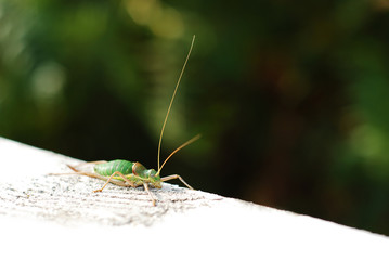 grasshopper