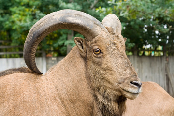 Fototapeta premium Mountain goat