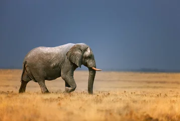 Türaufkleber Elefant Elefant in Frassfield