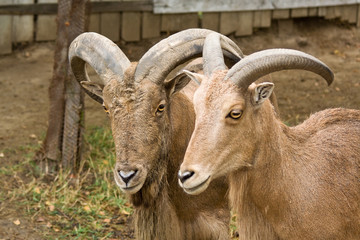 Fototapeta premium Mountain goats