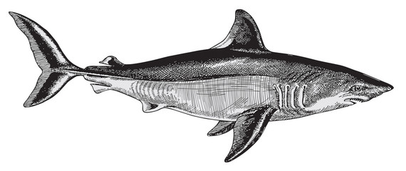 Shark vector