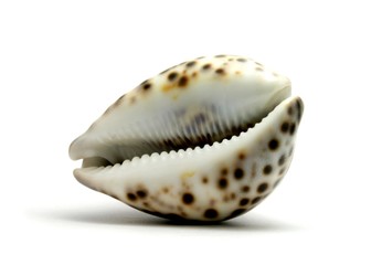 Seashell