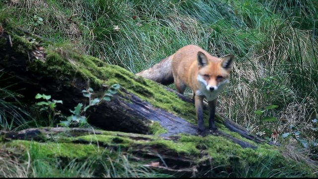 fuchs