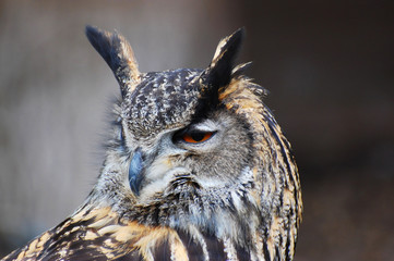 bengalese rock eagle owl
