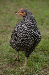 white and black chicken