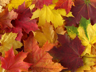 colorful autumnal palette