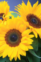 Beautiful sunflowers with blue sky