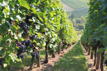 Weinreben