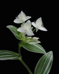 Obraz premium Tradescantia albiflora 'Albovittata'