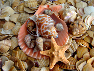 Cockleshells and starfish