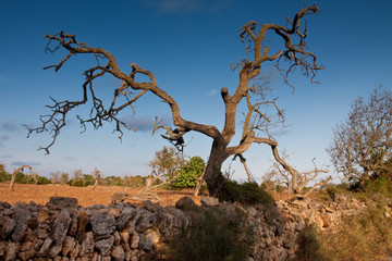 Knorriger Baum mit Steinmauer