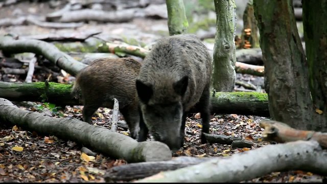 Wildschwein