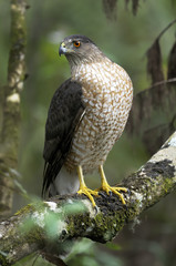 coopers hawk, accipiter cooperii