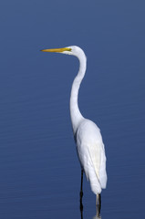 ardea alba, great egret