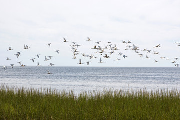 Flock Of Ibis