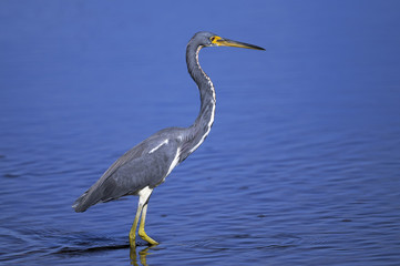 egretta tricolored, louisiana heron, tricolored heron