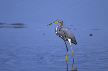 egretta tricolored, louisiana heron, tricolored heron