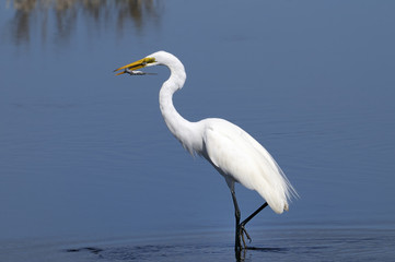 ardea alba, great egret