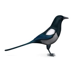 magpie