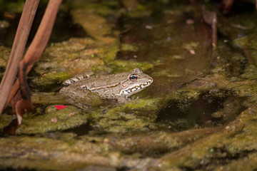 Grenouille dans un marécage
