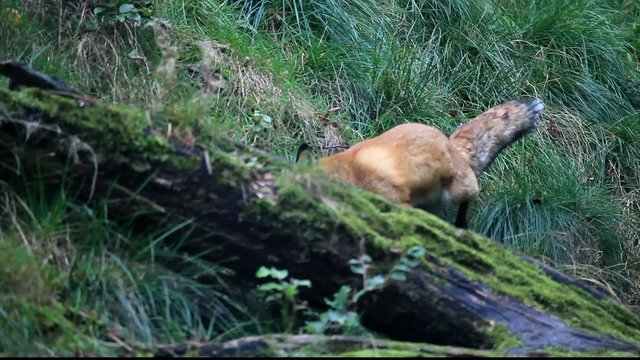fuchs