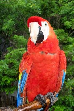 Scarlet Macaw Perched