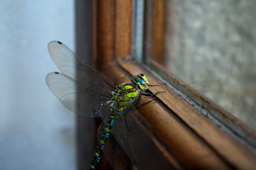 Libellule à la fenêtre