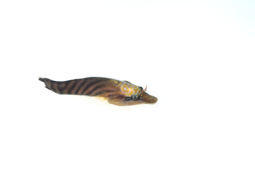 High resolution image of a small fish isolated on white