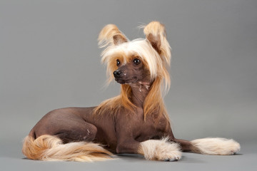 Chinese Crested Dog female