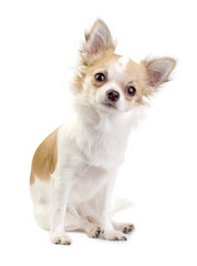 cute Chihuahua puppy sitting isolated