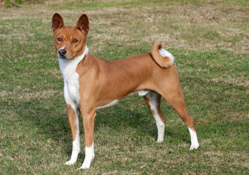far sighted hound standing to attention