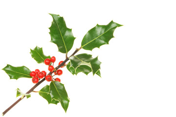 Holly sprig
