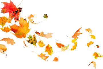 Falling and spinning autumn leaves - obrazy, fototapety, plakaty